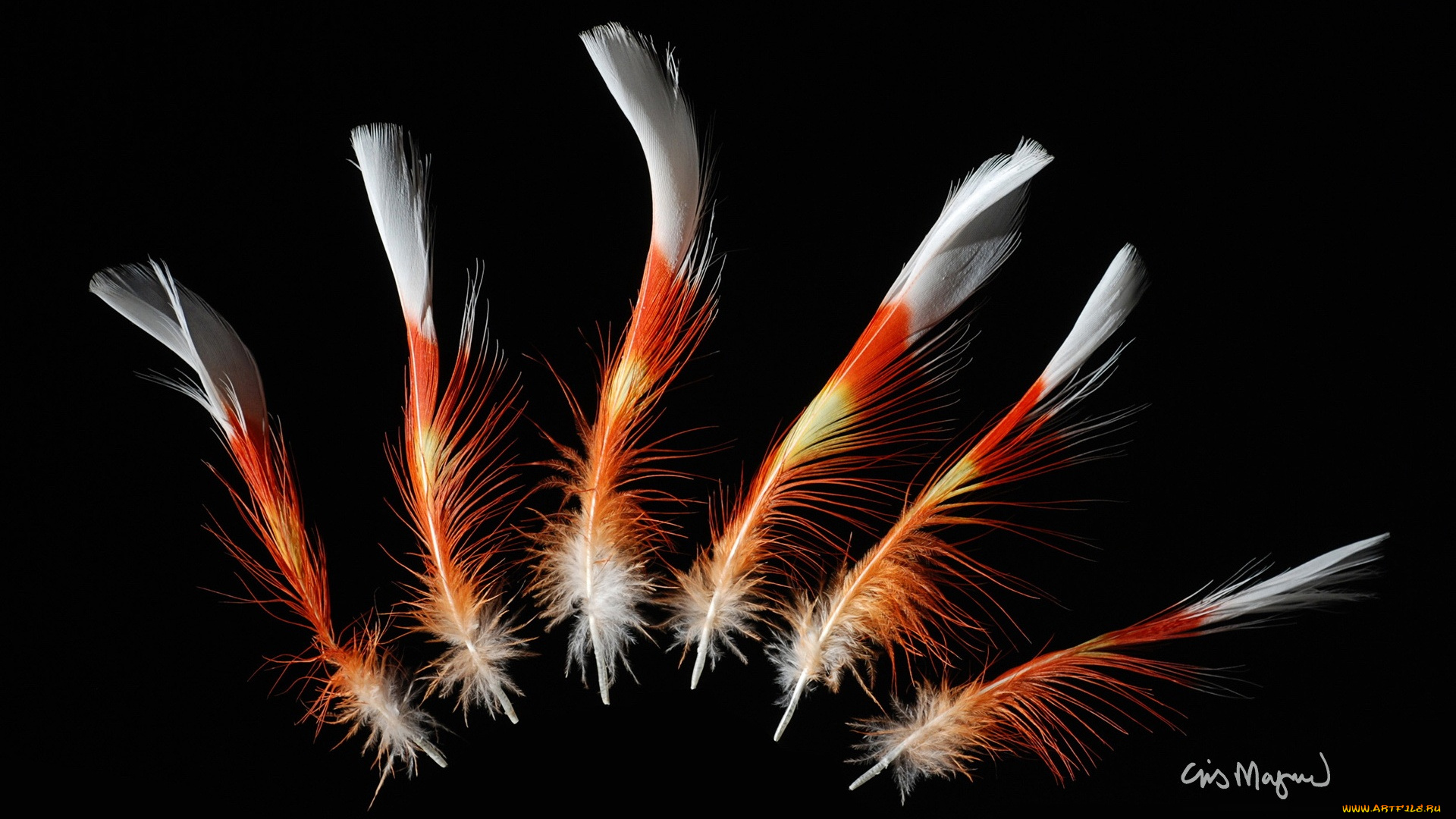 разное, перья, фон