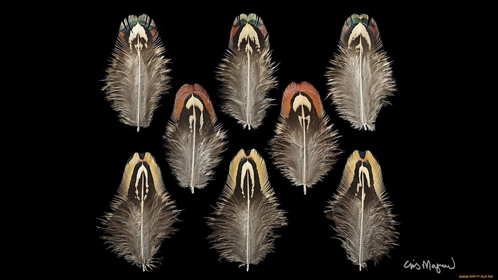 разное, перья, фон