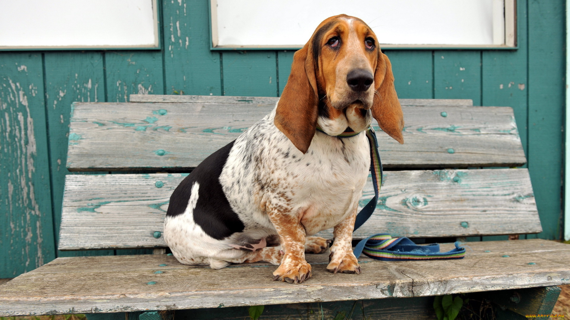 животные, собаки, скамья, собака