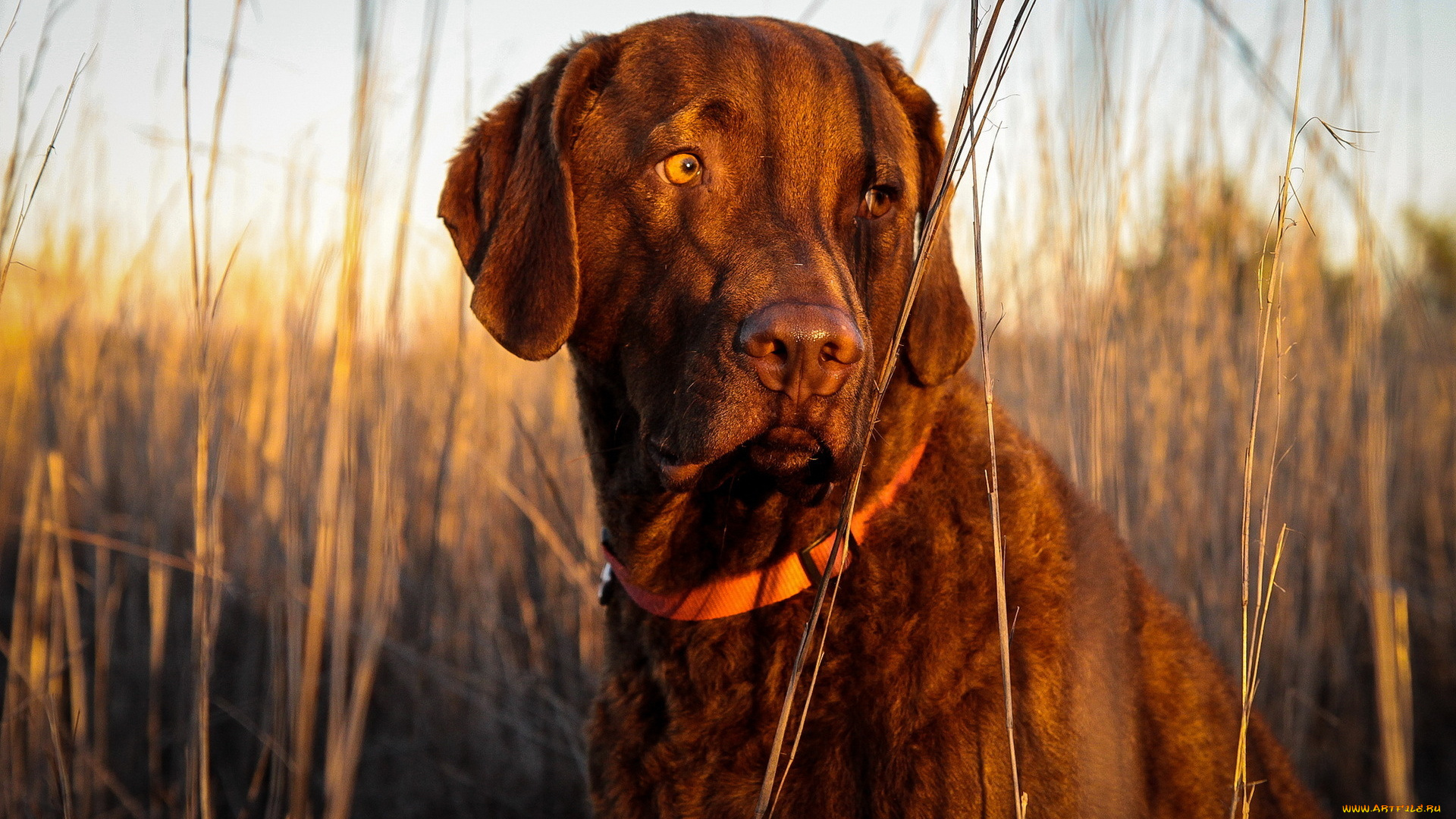 животные, собаки, собака, друг, грусть