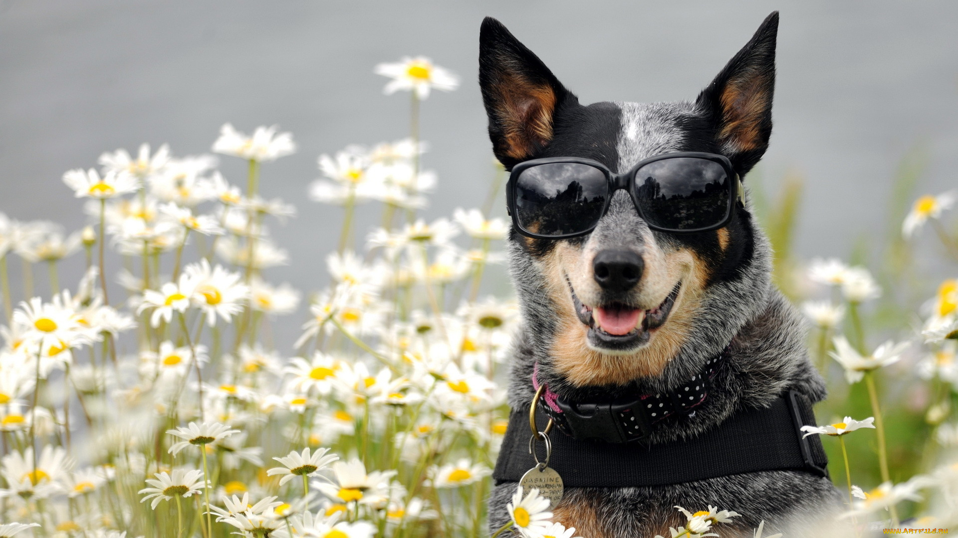 животные, собаки, собака, очки, ромашки