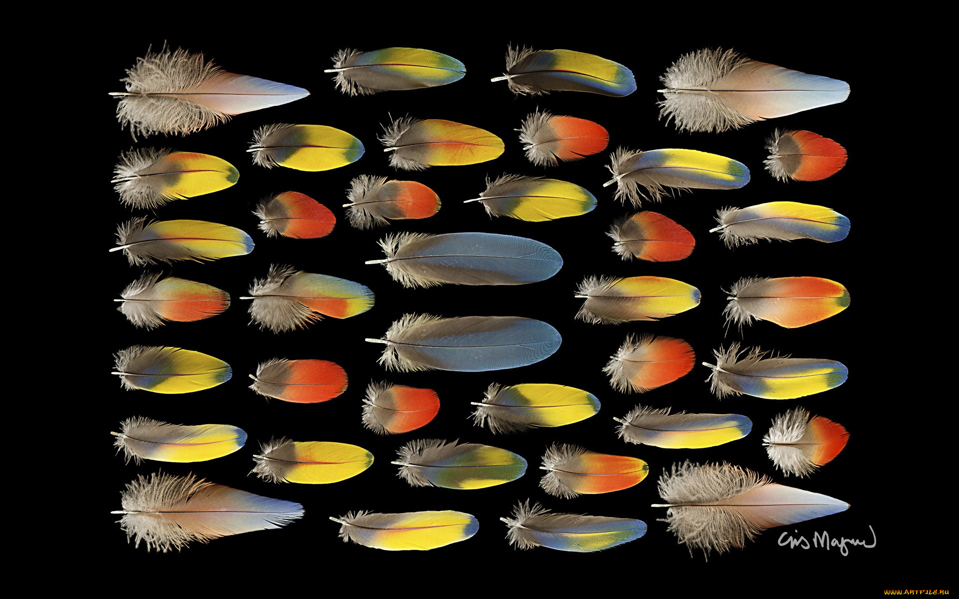 разное, перья, фон