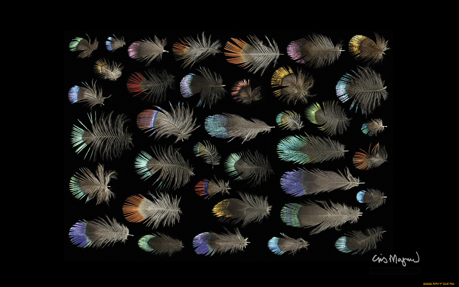 разное, перья, фон