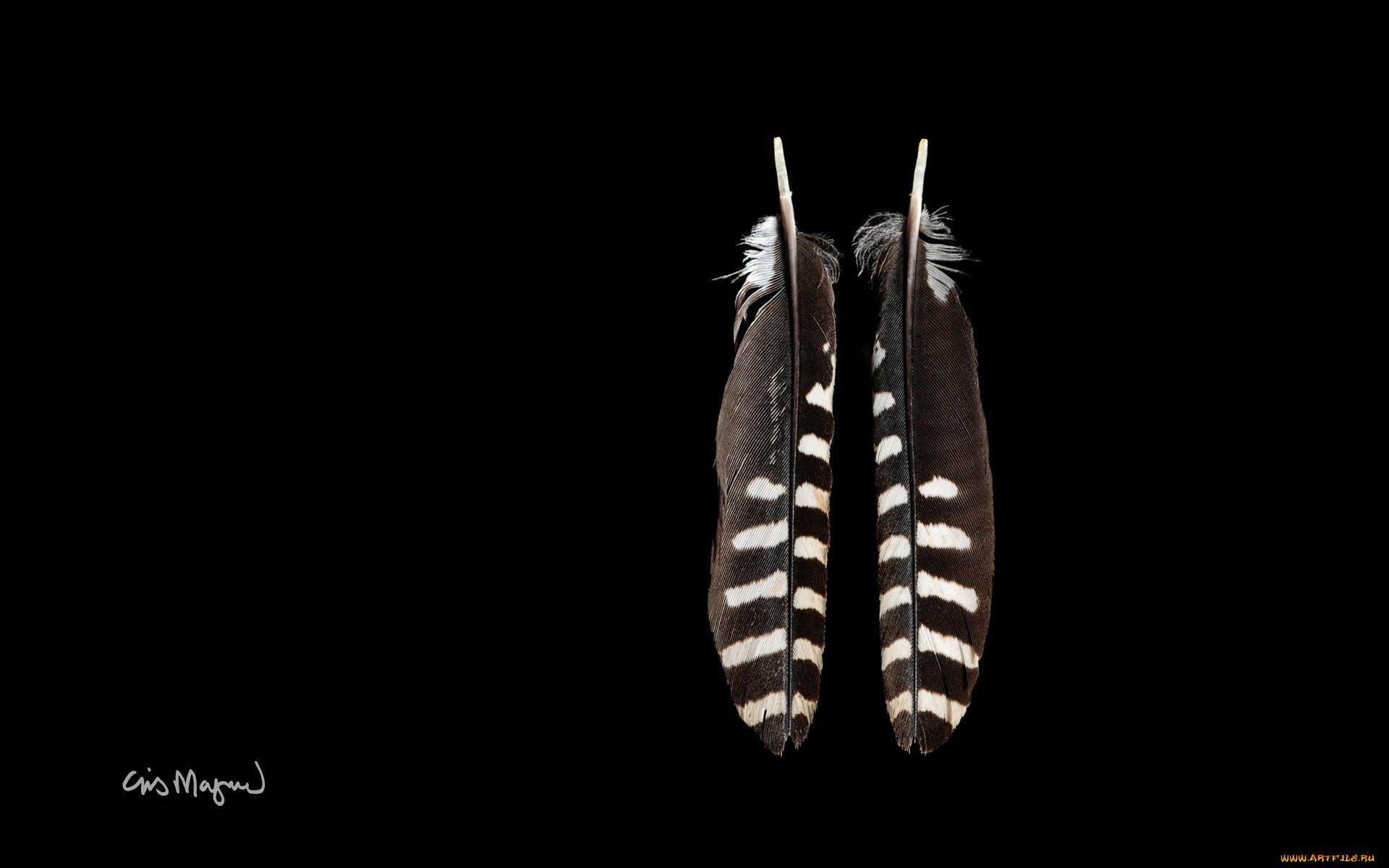 разное, перья, фон