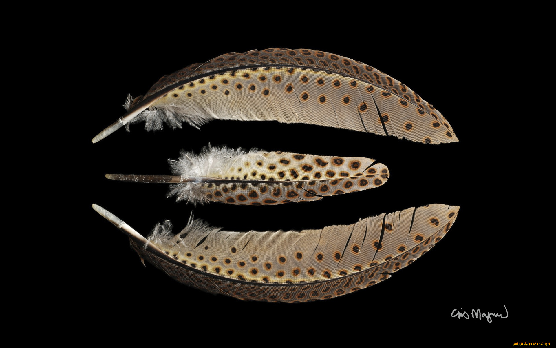 разное, перья, фон