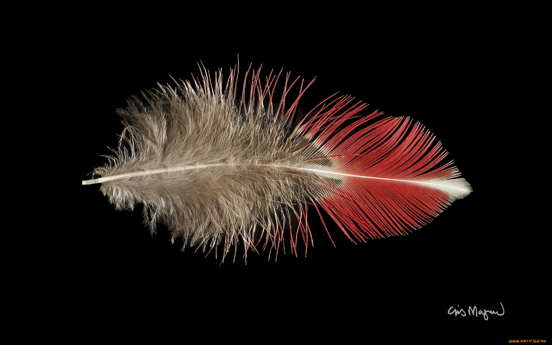 разное, перья, фон