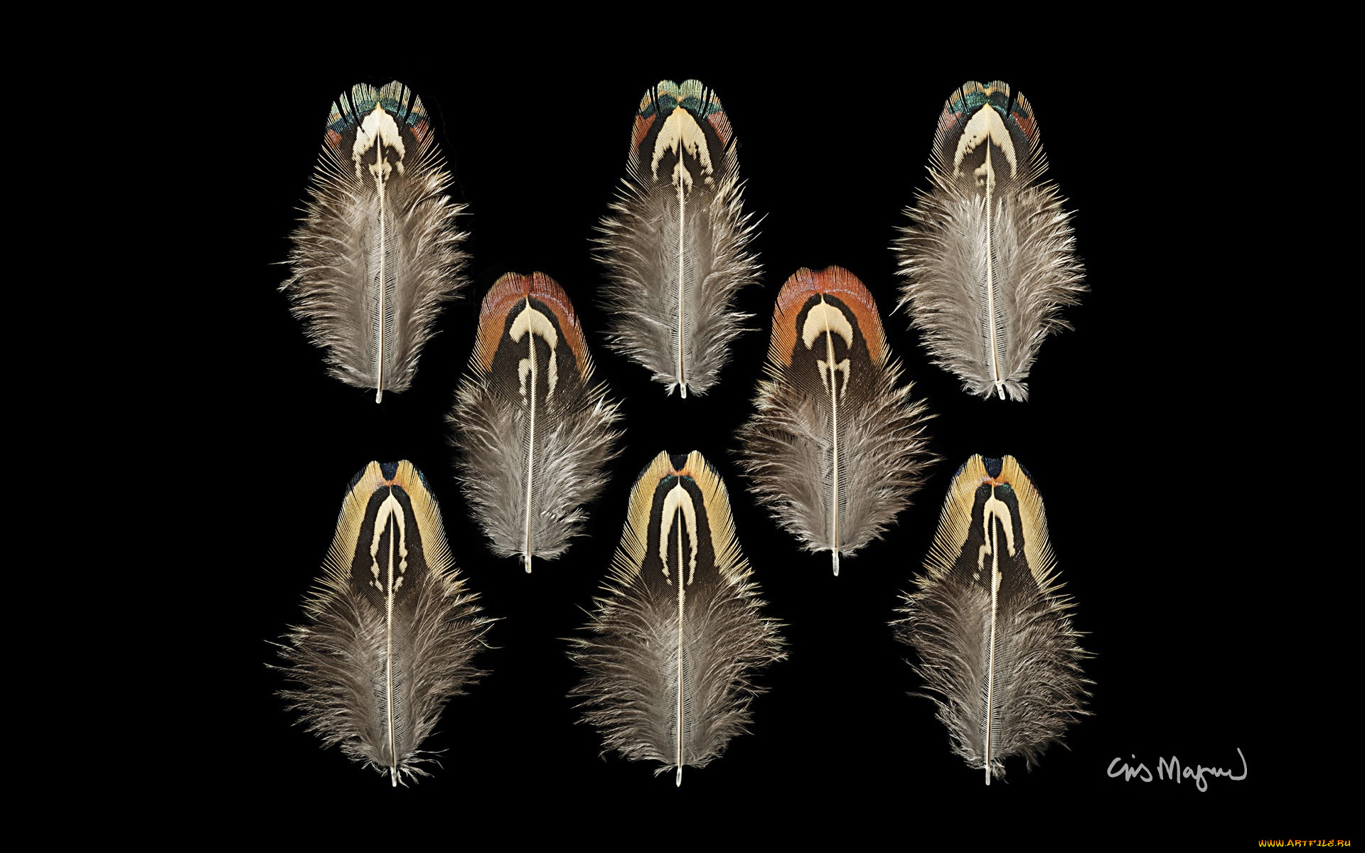 разное, перья, фон