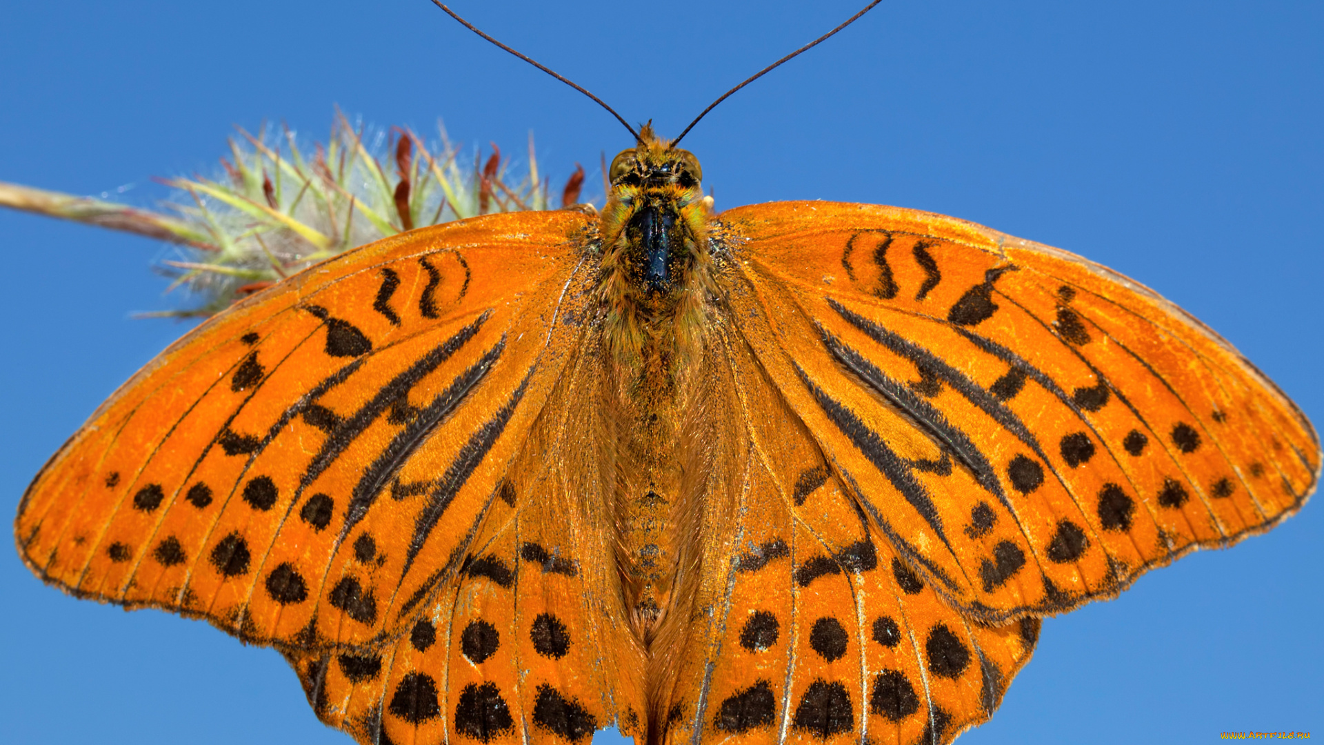 животные, бабочки, , мотыльки, , моли, насекомое, бабочка, мотылек, крылья, макро