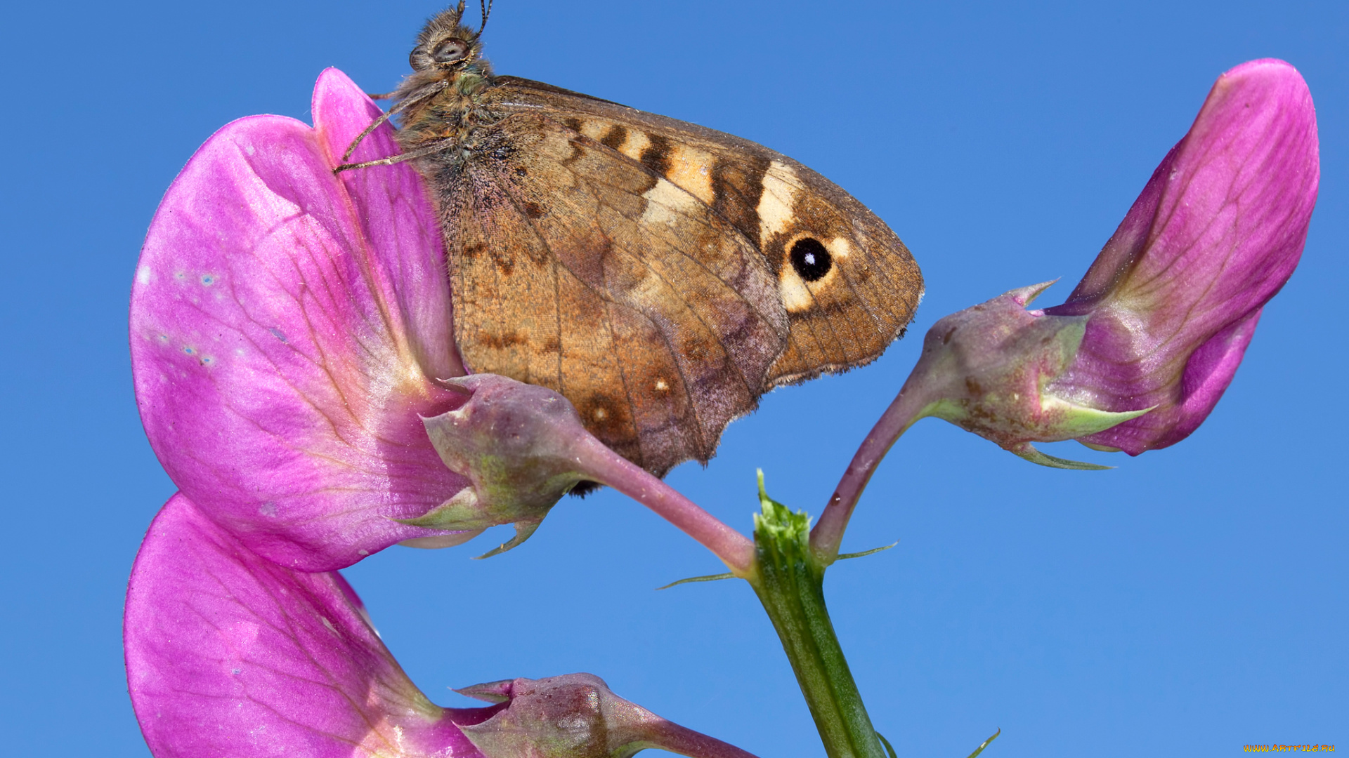 животные, бабочки, , мотыльки, , моли, растение, цветок, лепестки, насекомое, бабочка, крылья