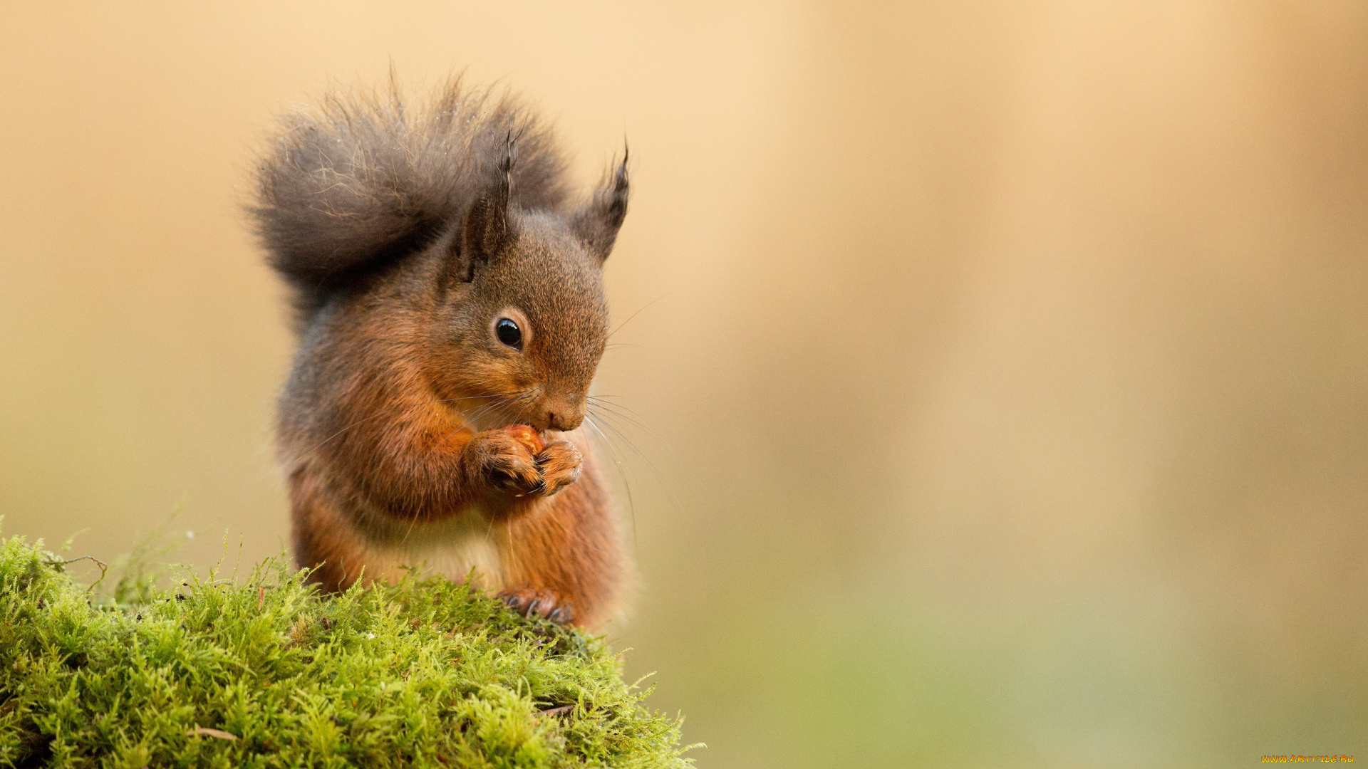 животные, белки, мох, белка, орех, еда