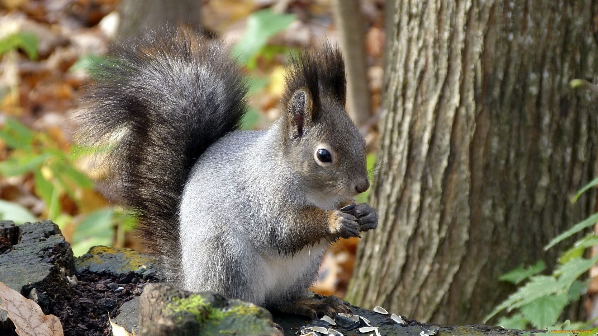 животные, белки, ветка, белка