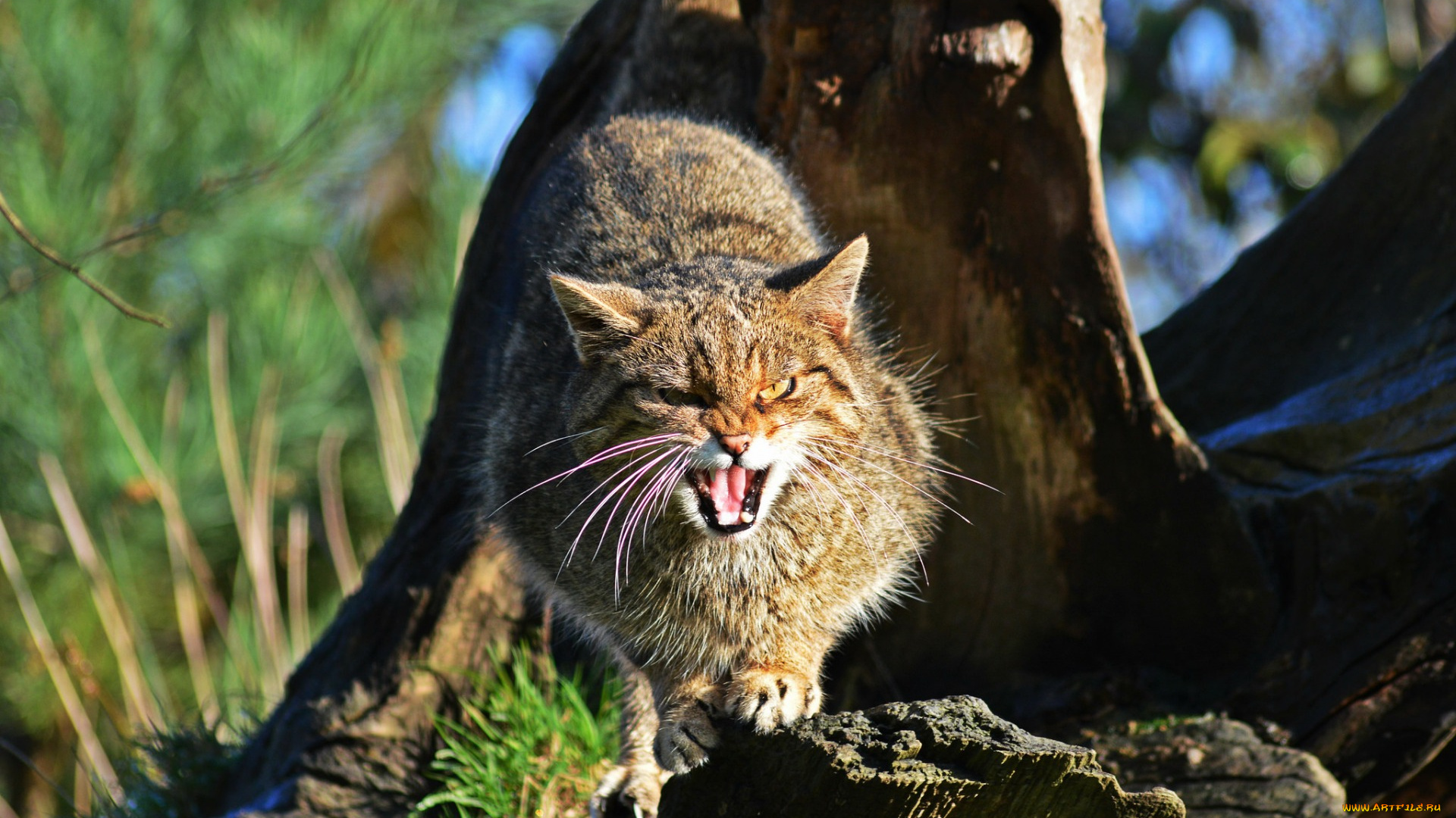животные, дикие, кошки, шотландская, дикая, кошка, the, scottish, wildcat, морда
