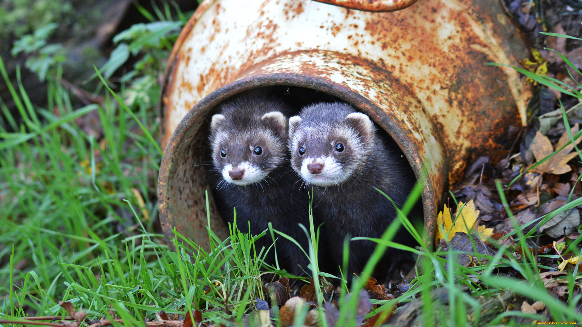 животные, хорьки, , куницы, , горностаи, , ласки, , соболи, трава, мордочка, фретки