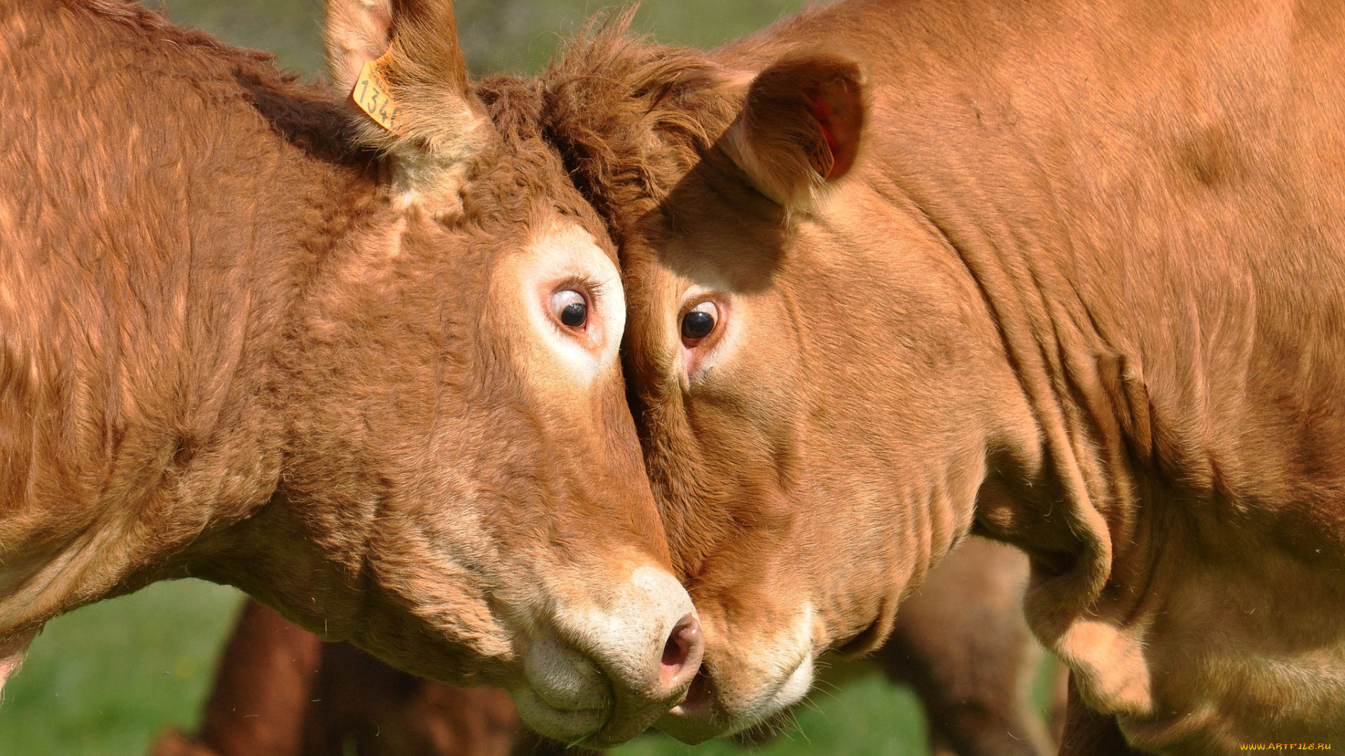 животные, коровы, , буйволы, морды, взгляд, дуэль