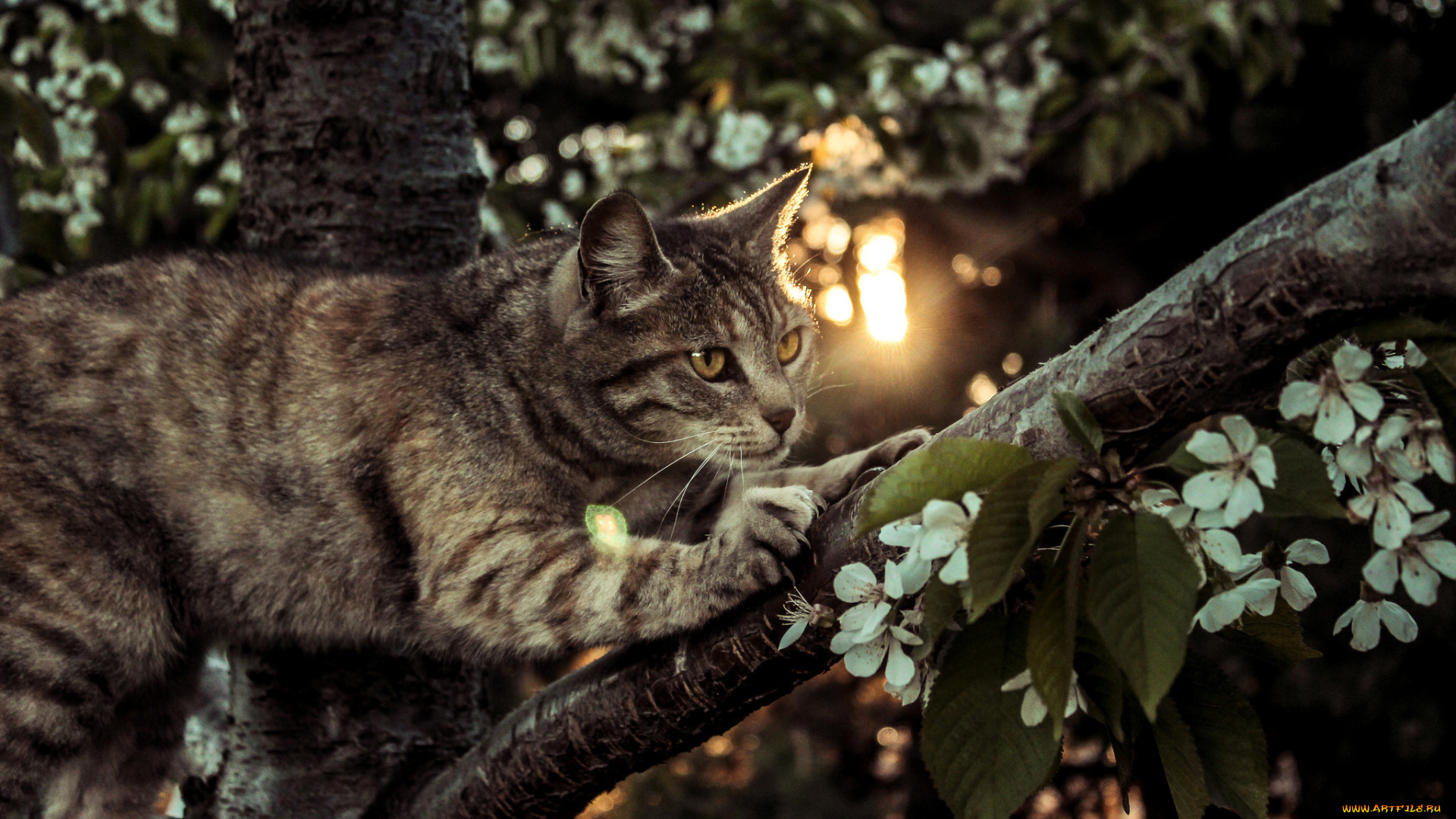 животные, коты, кот, кошак, котяра, лапки, дерево