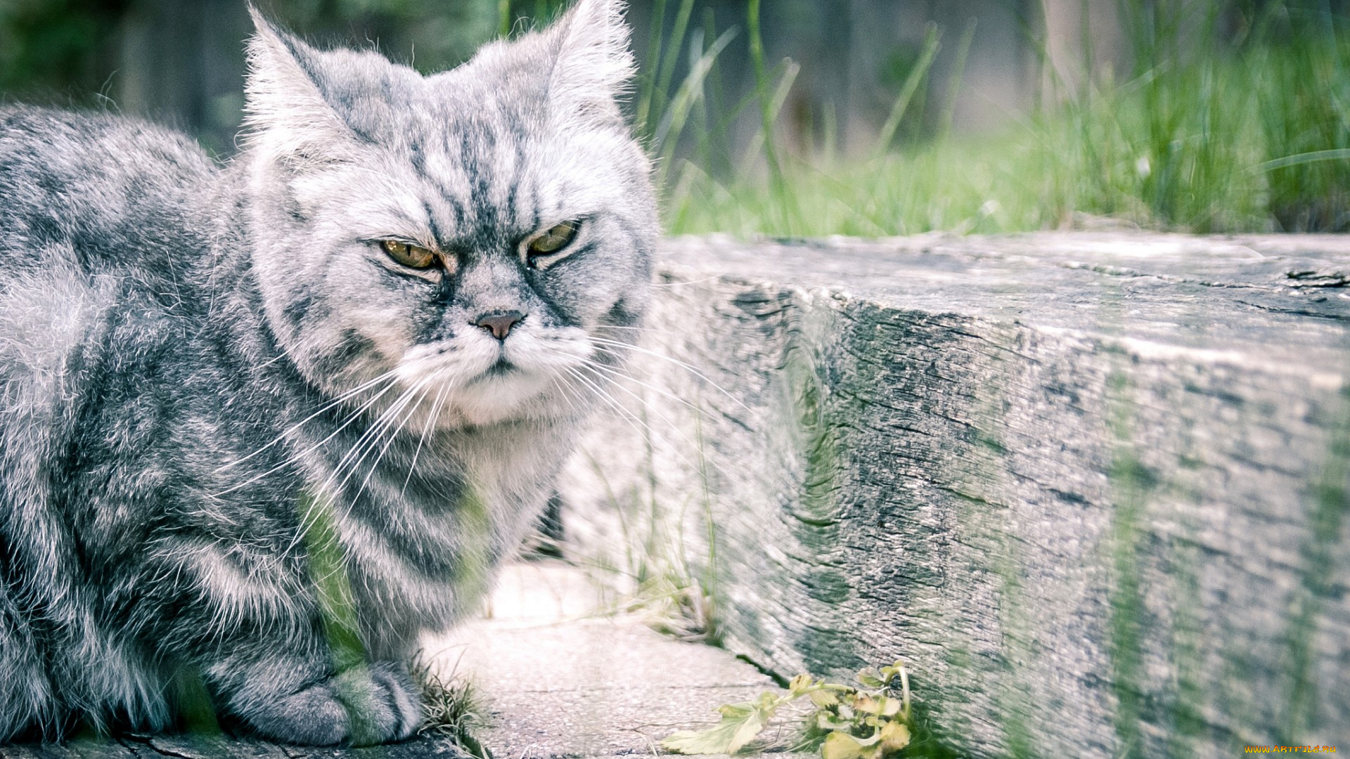 животные, коты, кот, кошак, котяра, шерсть, усы