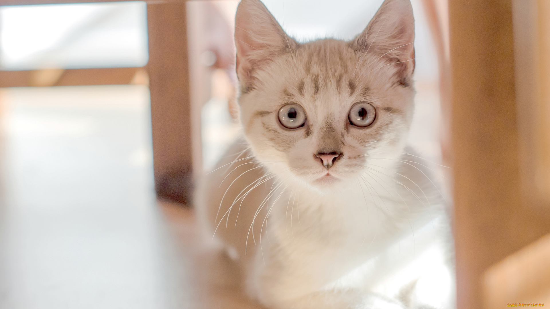 животные, коты, котёнок, глаза, котэ, взгляд