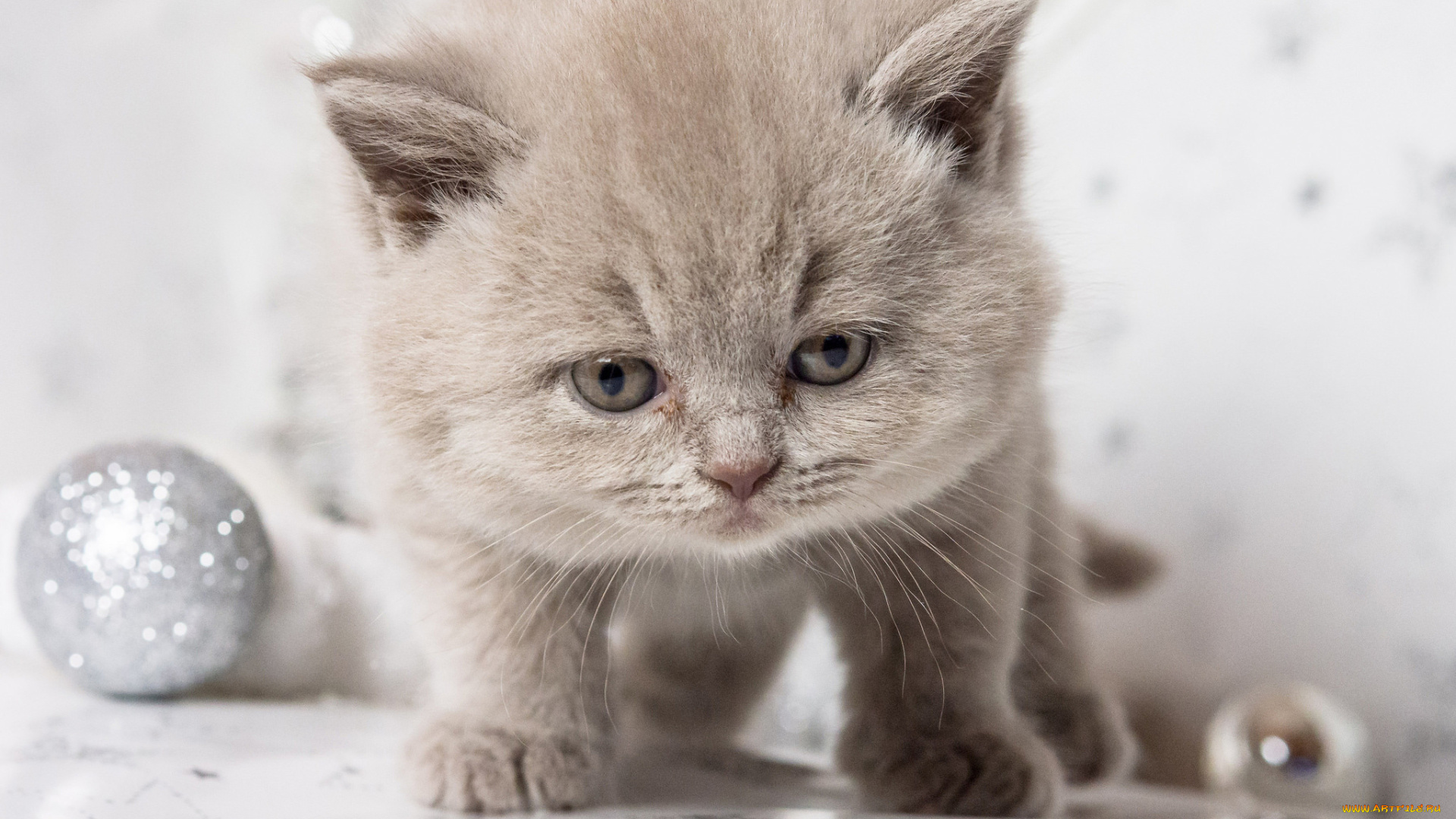 животные, коты, взгляд, котэ, глаза, котёнок