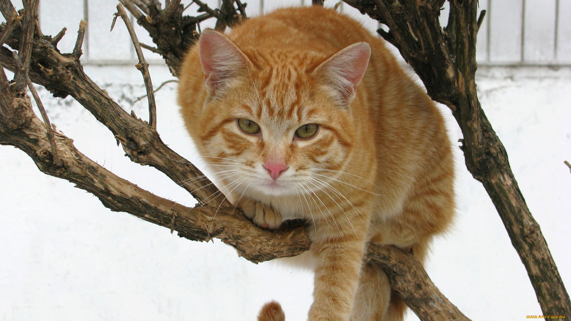 животные, коты, взгляд, рыжый