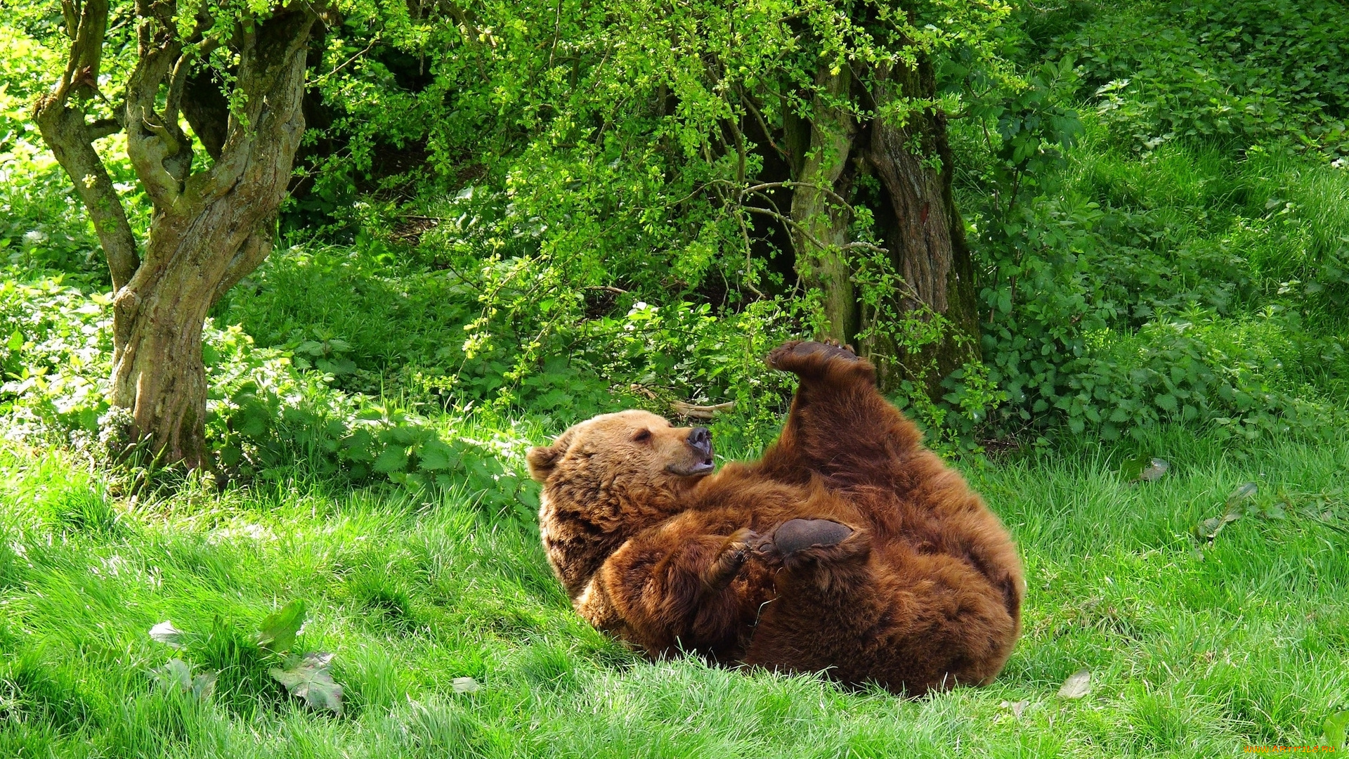 животные, медведи, лес, трава, лето, медведь
