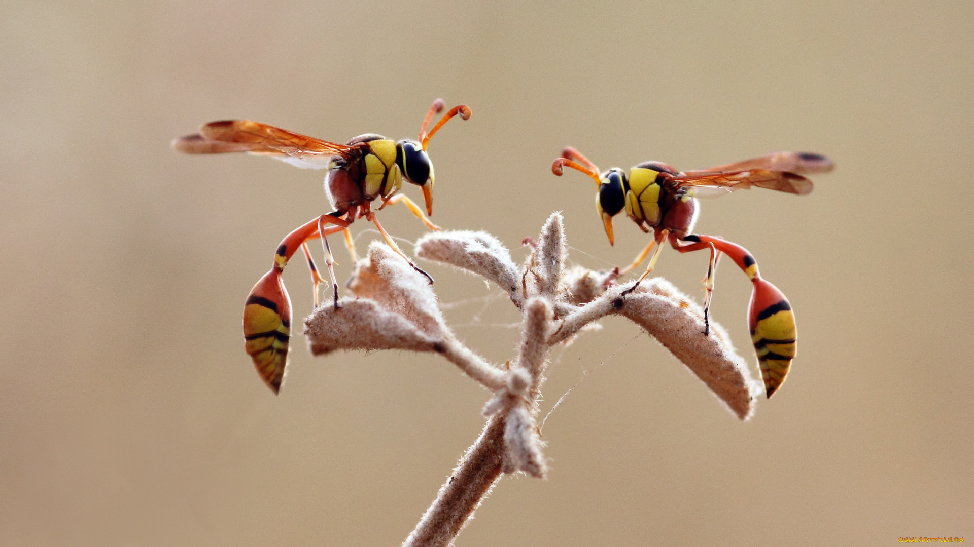 животные, пчелы, , осы, , шмели, растение, насекомое, оса, макро