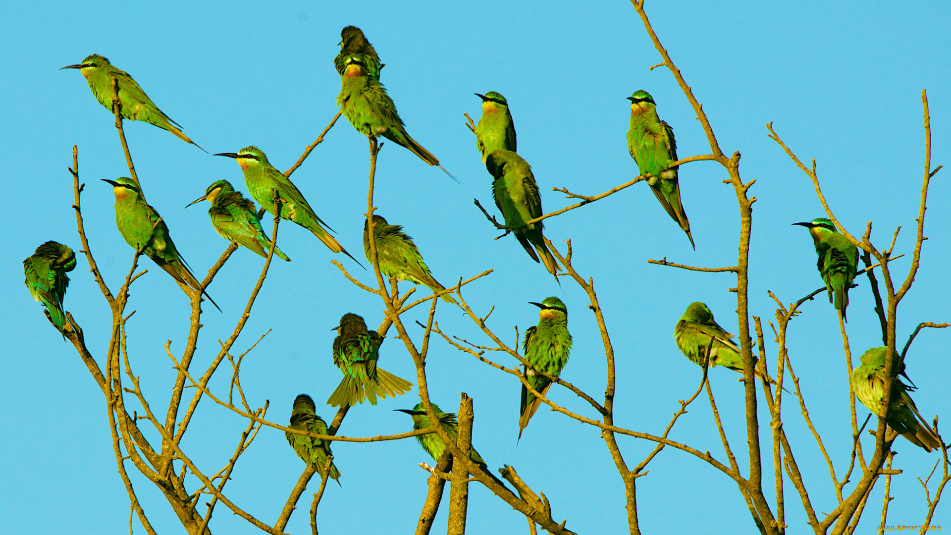 животные, птицы, перья, стая, небо, ветки, дерево