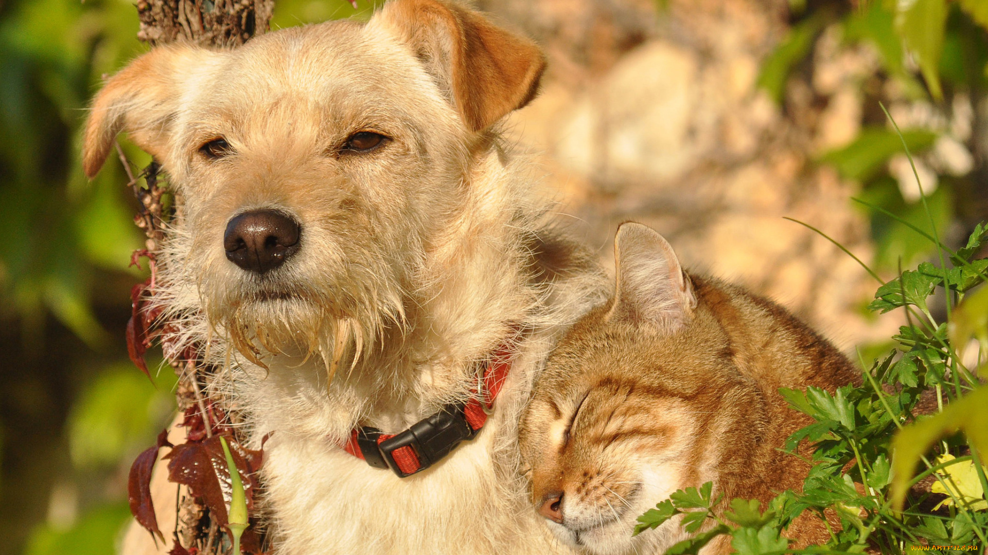 животные, разные, вместе, пирода, собака, солнечно, рыжий, кот, взгляд, коте, дружба