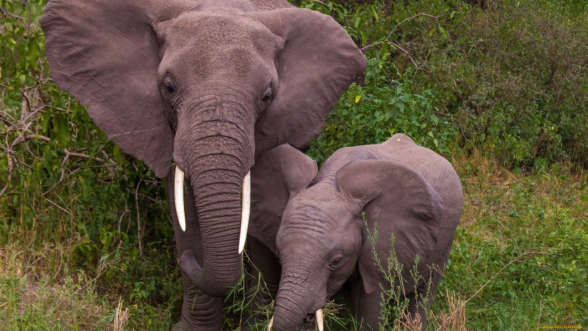 животные, слоны