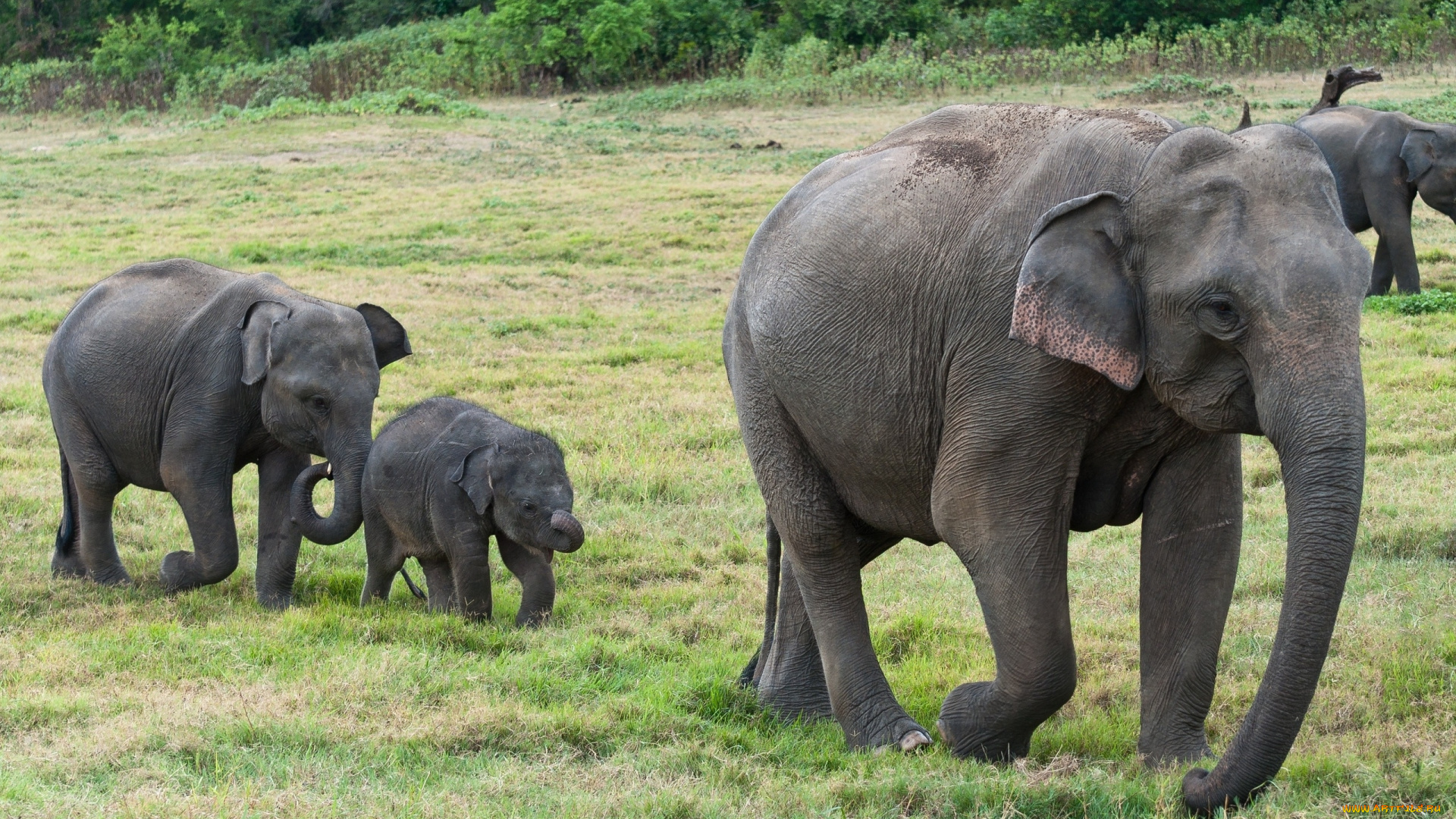 животные, слоны, заповедник, сафари