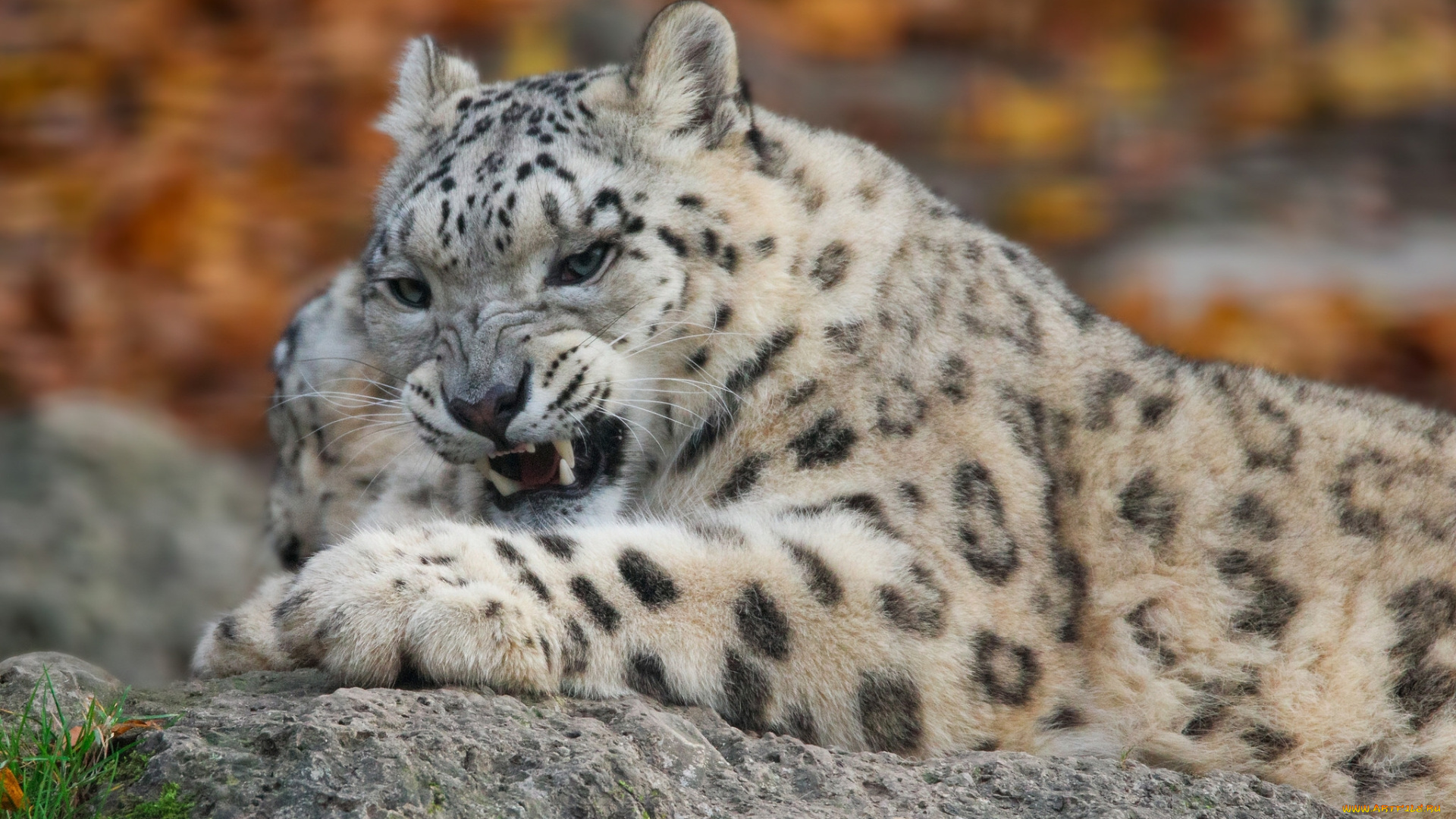 животные, снежный, барс, , ирбис, снежный, барс, леопард, дикая, кошка, хищник, оскал
