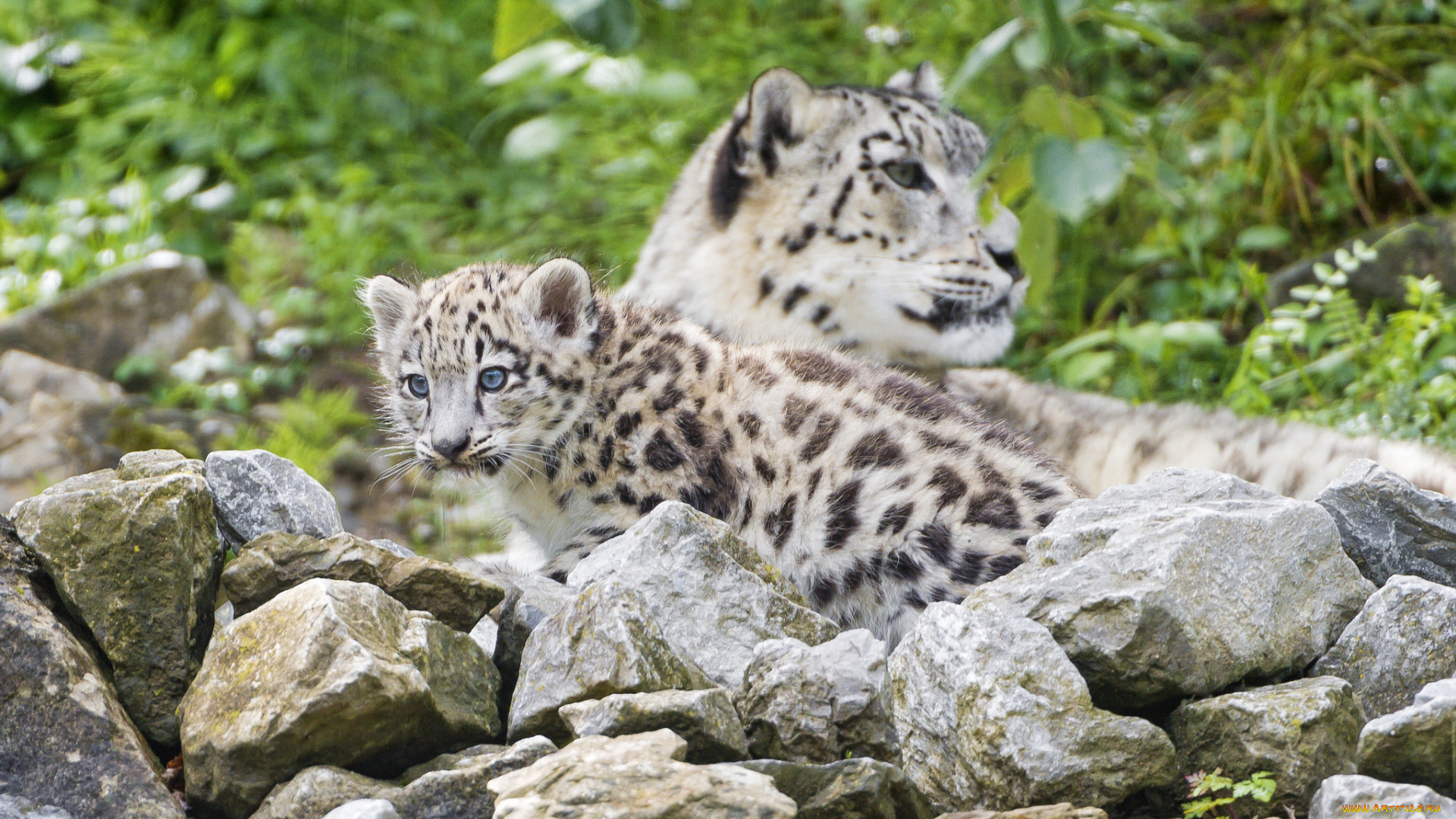 животные, снежный, барс, , ирбис, снежный, барс, кошка, профиль, трава