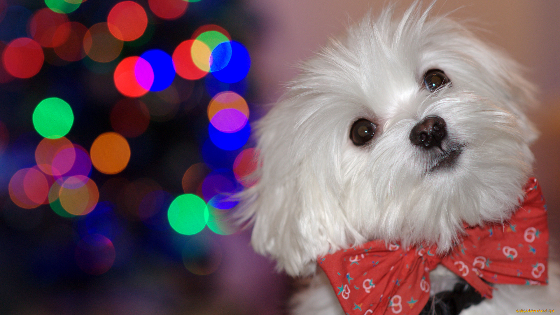 животные, собаки, друг, фон, взгляд, собака