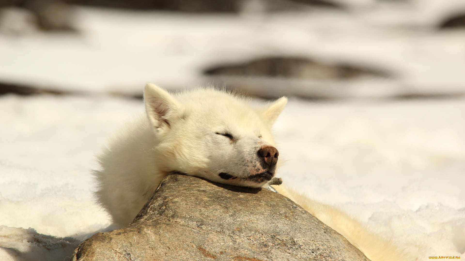 животные, собаки, хаски, сон, друг, собака, пёс
