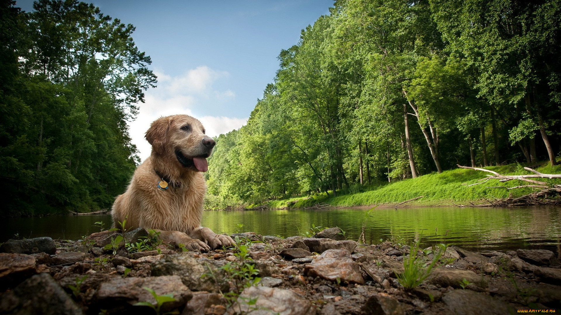 животные, собаки, лес, река, собака, мокрая, взгляд