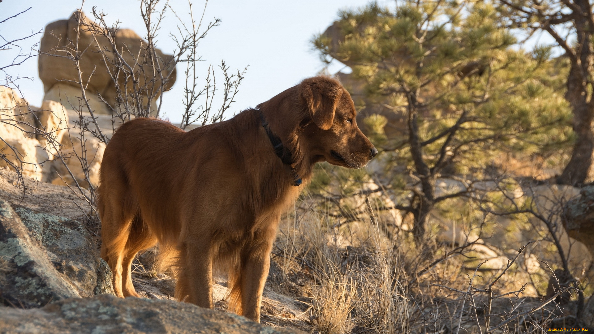 животные, собаки, взгляд, собака