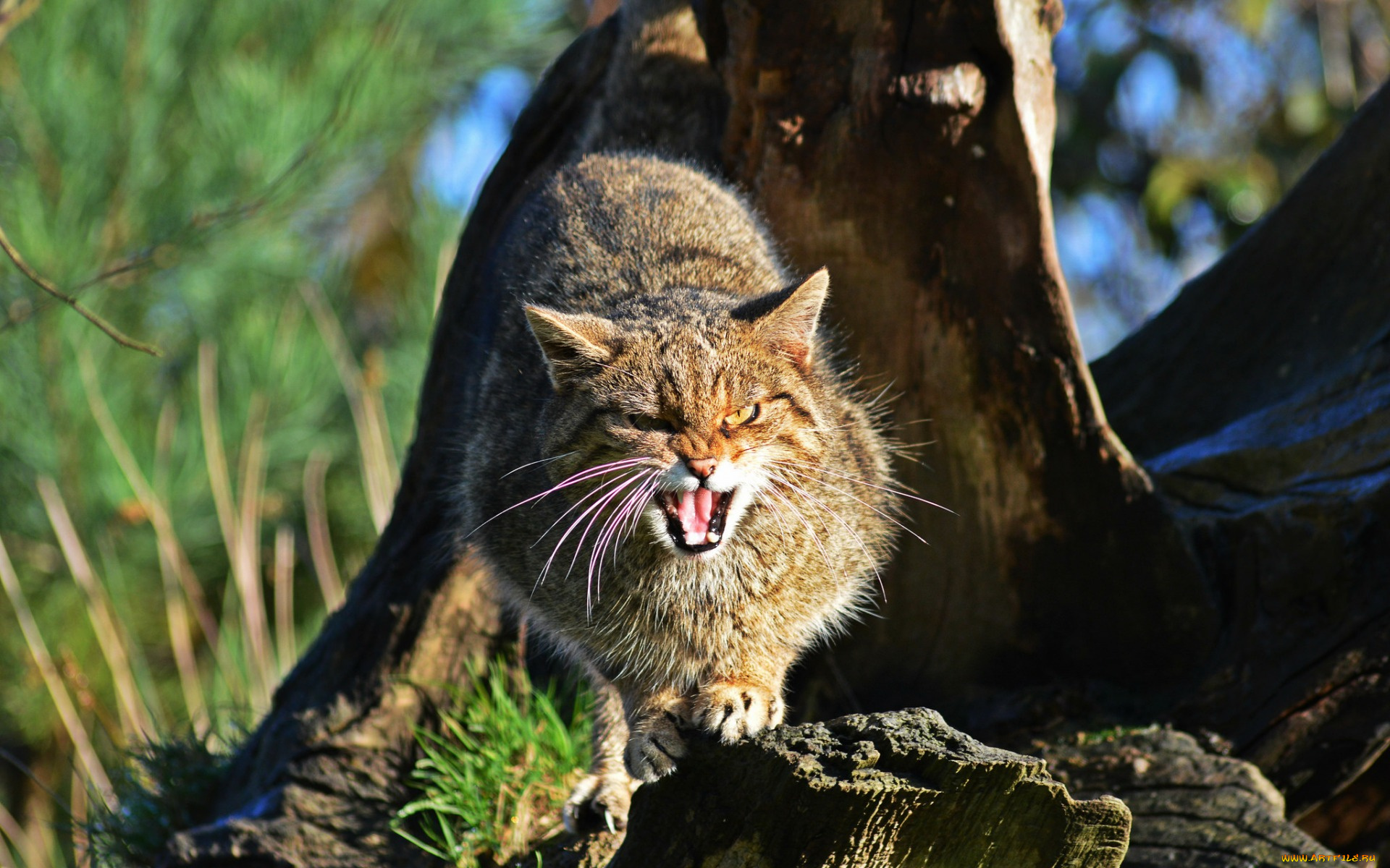 животные, дикие, кошки, шотландская, дикая, кошка, the, scottish, wildcat, морда