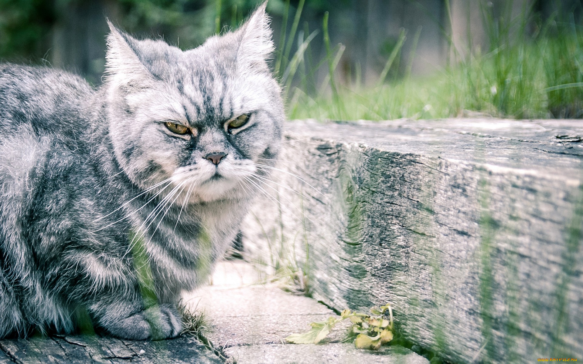 животные, коты, кот, кошак, котяра, шерсть, усы