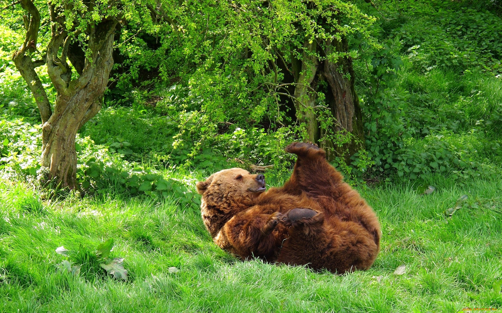 животные, медведи, лес, трава, лето, медведь