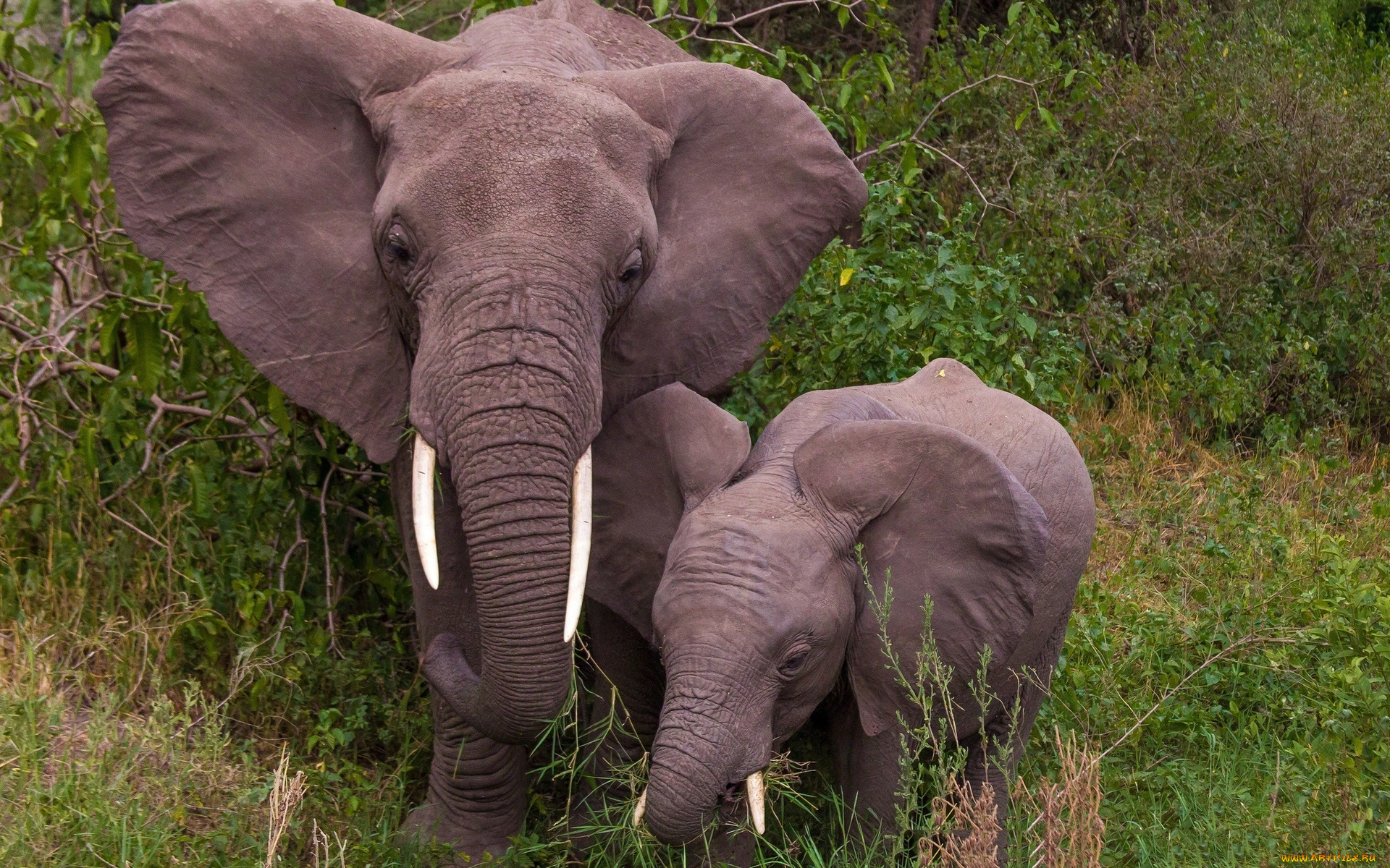 животные, слоны