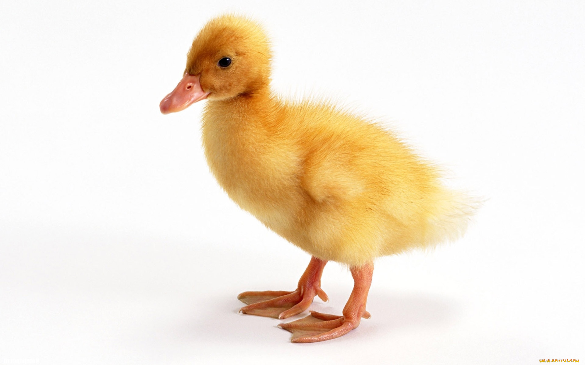 животные, утки, утенок