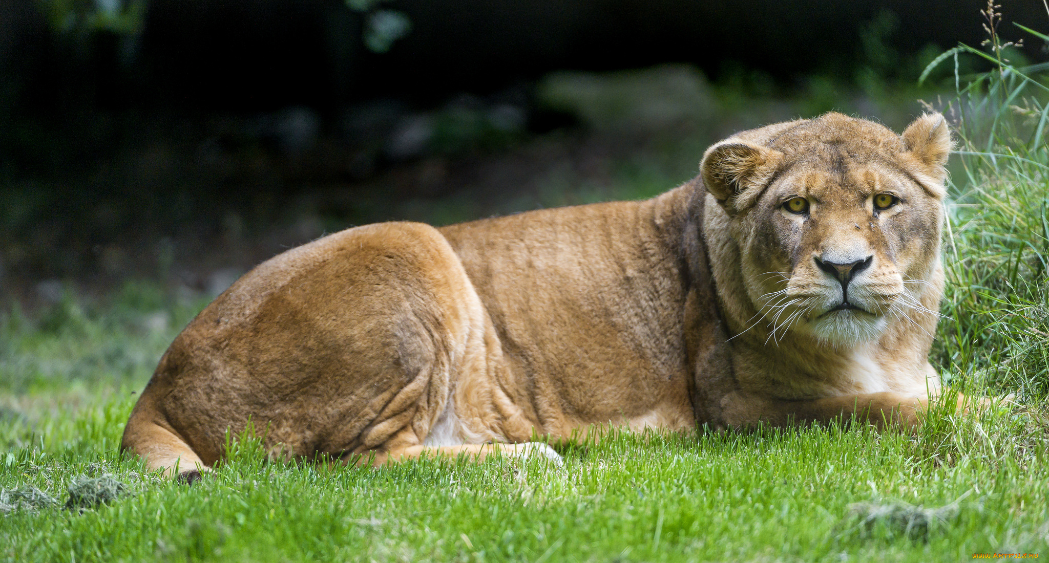 животные, львы, львица, трава, взгляд, кошка