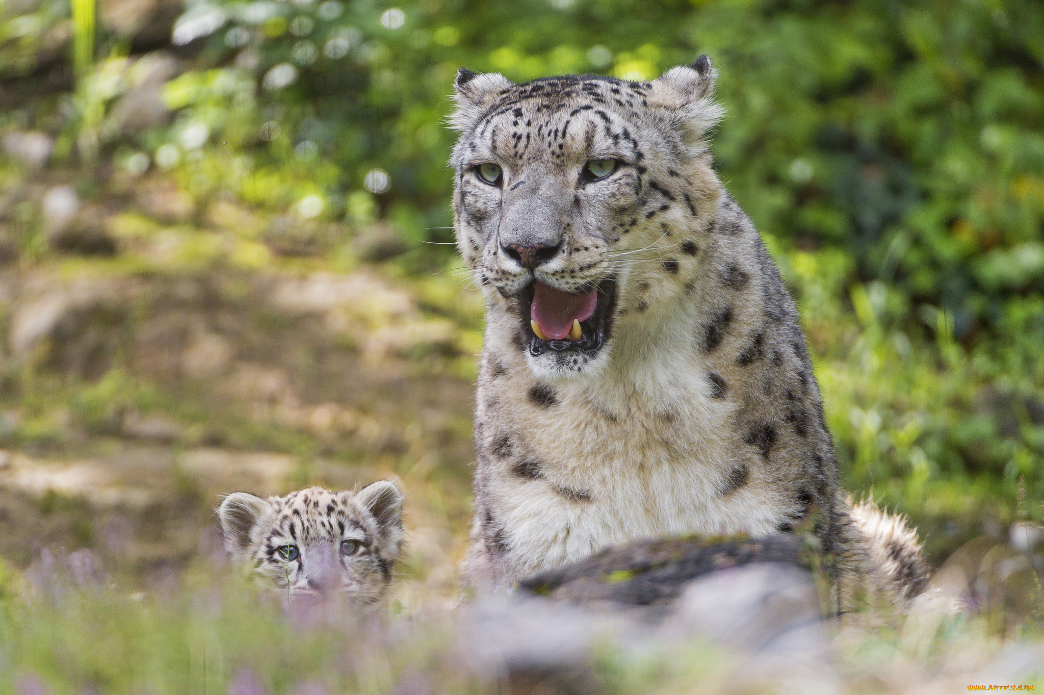 животные, снежный, барс, , ирбис, снежный, барс, кошка, профиль, трава