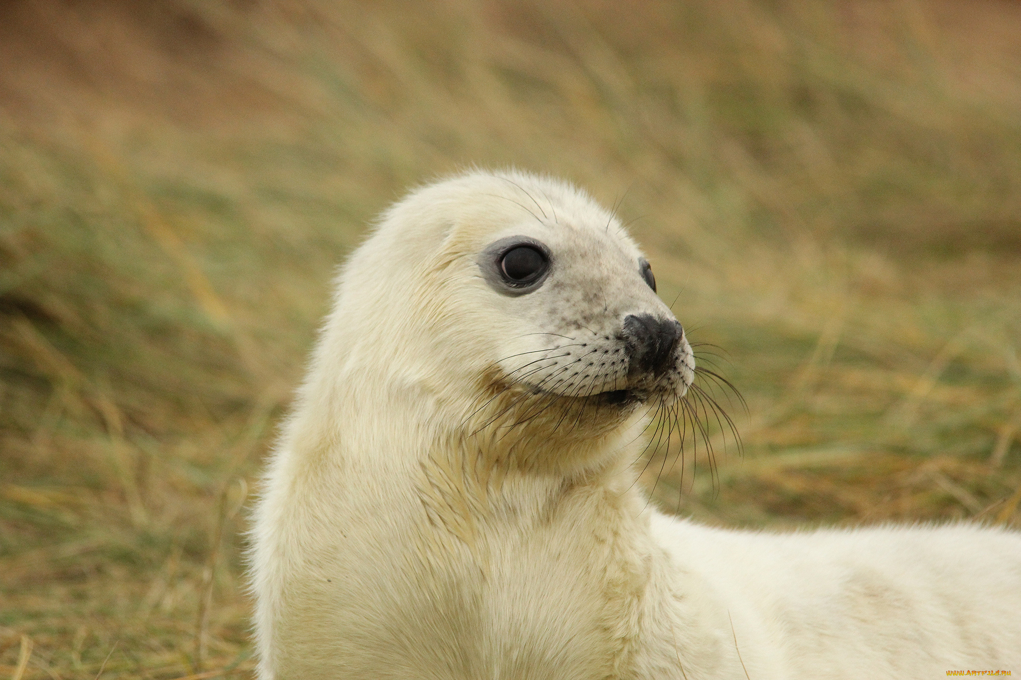 животные, тюлени, , морские, львы, , морские, котики, морской, котик, тюлень, детеныш, малыш