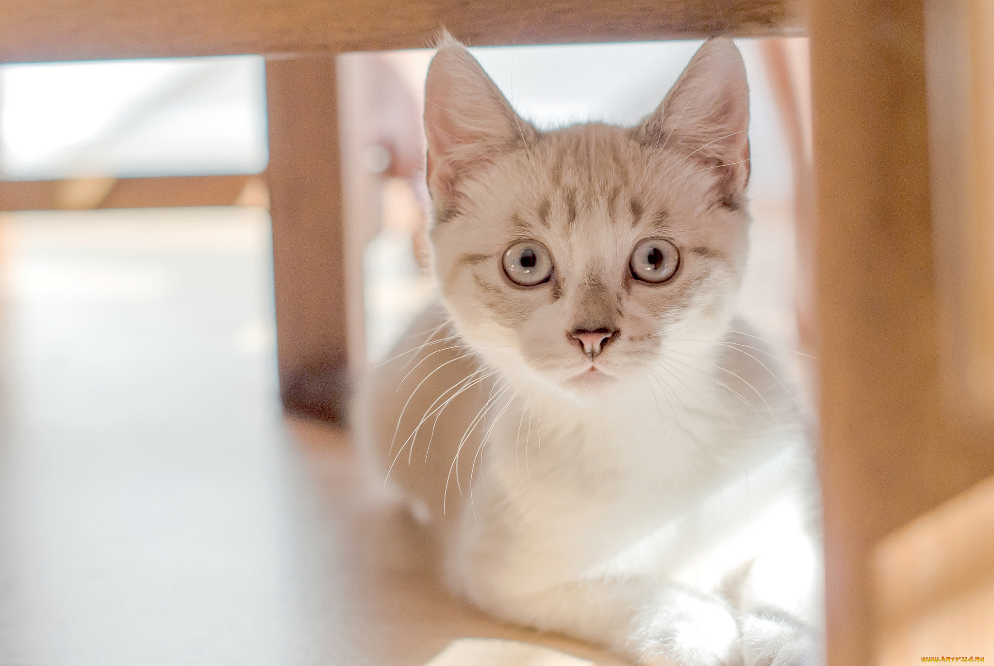 животные, коты, котёнок, глаза, котэ, взгляд