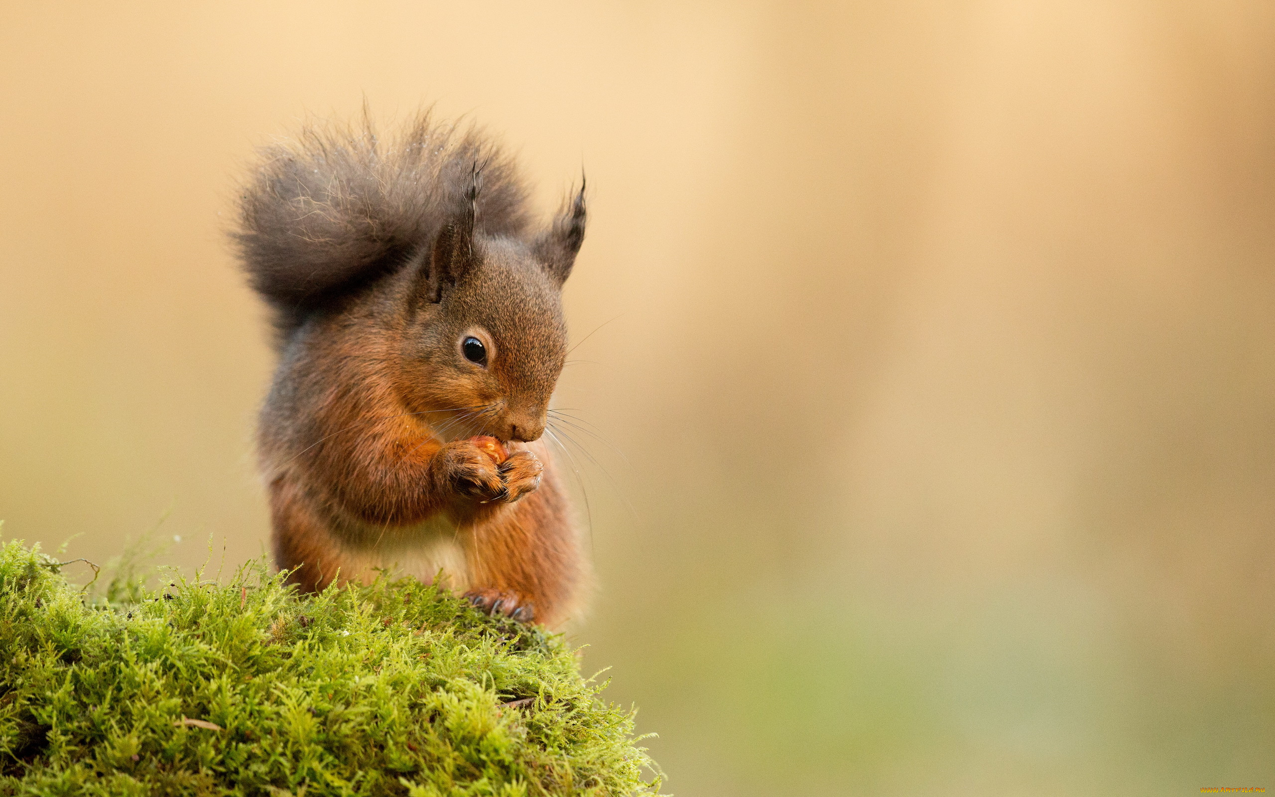 животные, белки, мох, белка, орех, еда