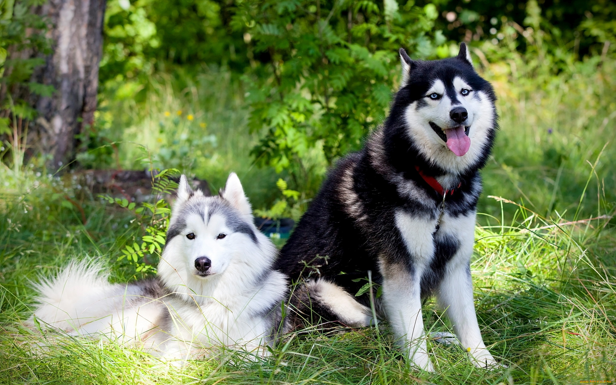 животные, собаки, хаски