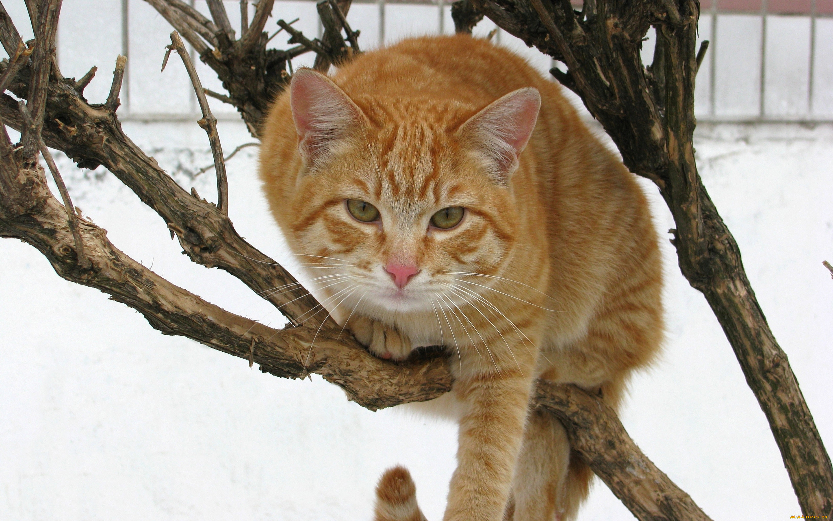 животные, коты, взгляд, рыжый