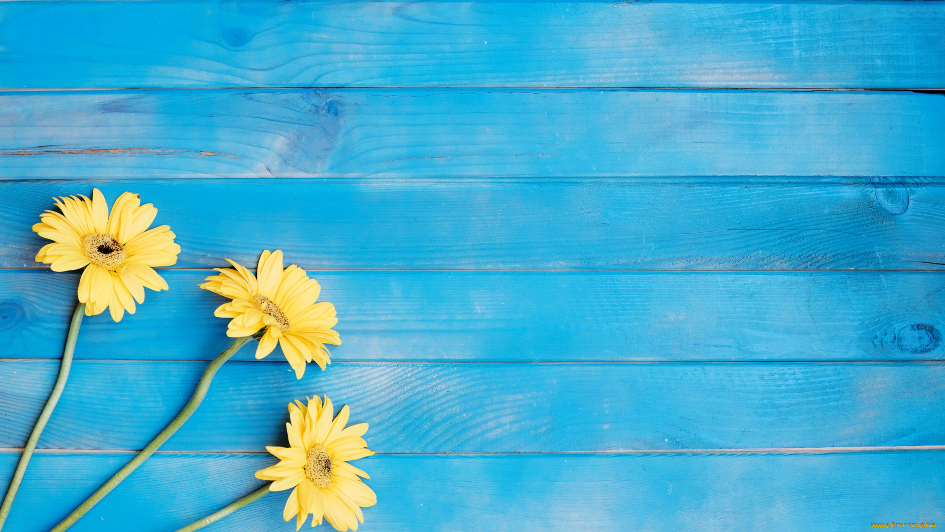 цветы, герберы, гербера, желтые