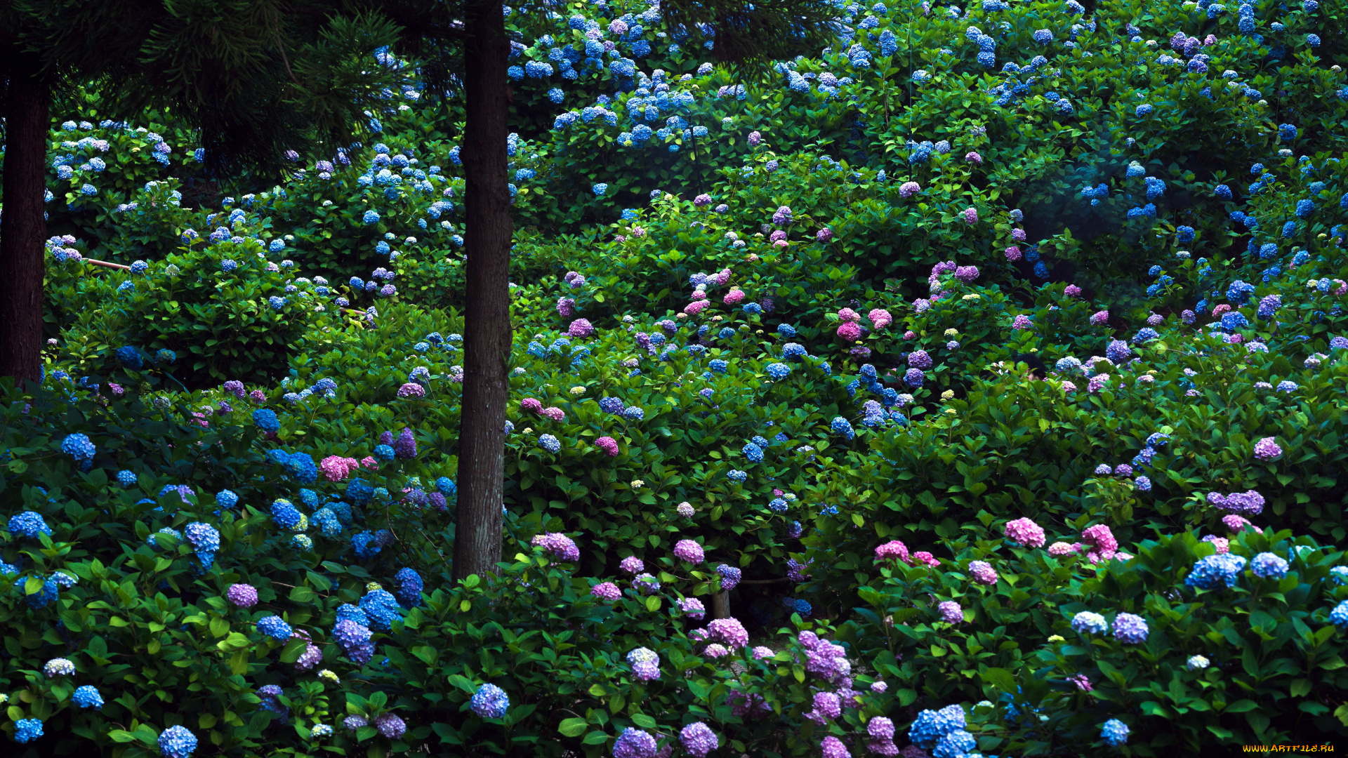 цветы, гортензия, много
