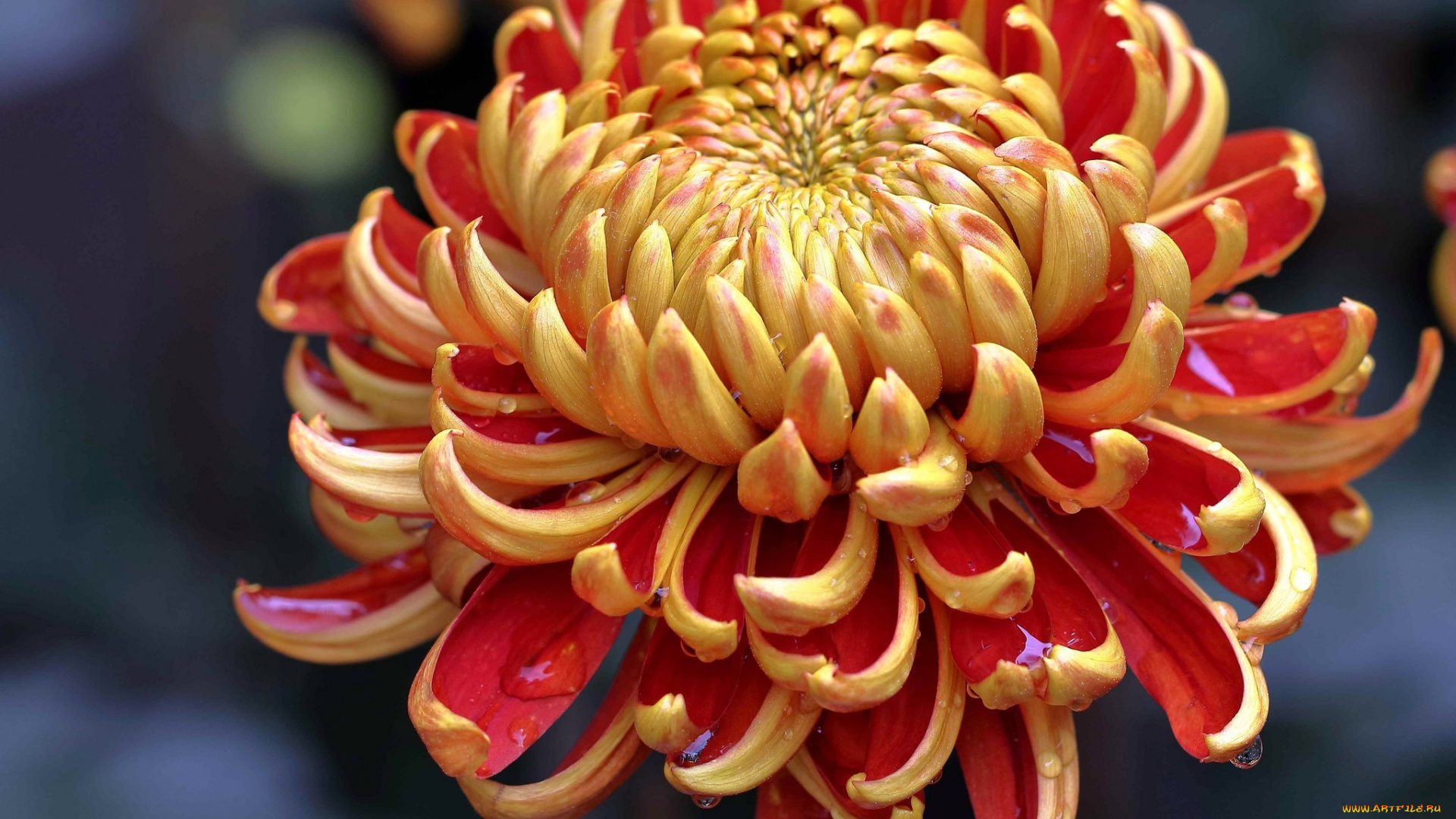 цветы, хризантемы, макро, лепестки, хризантема, капли